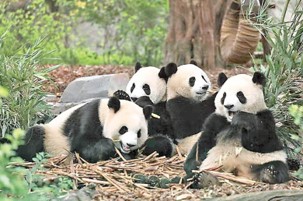 pandas